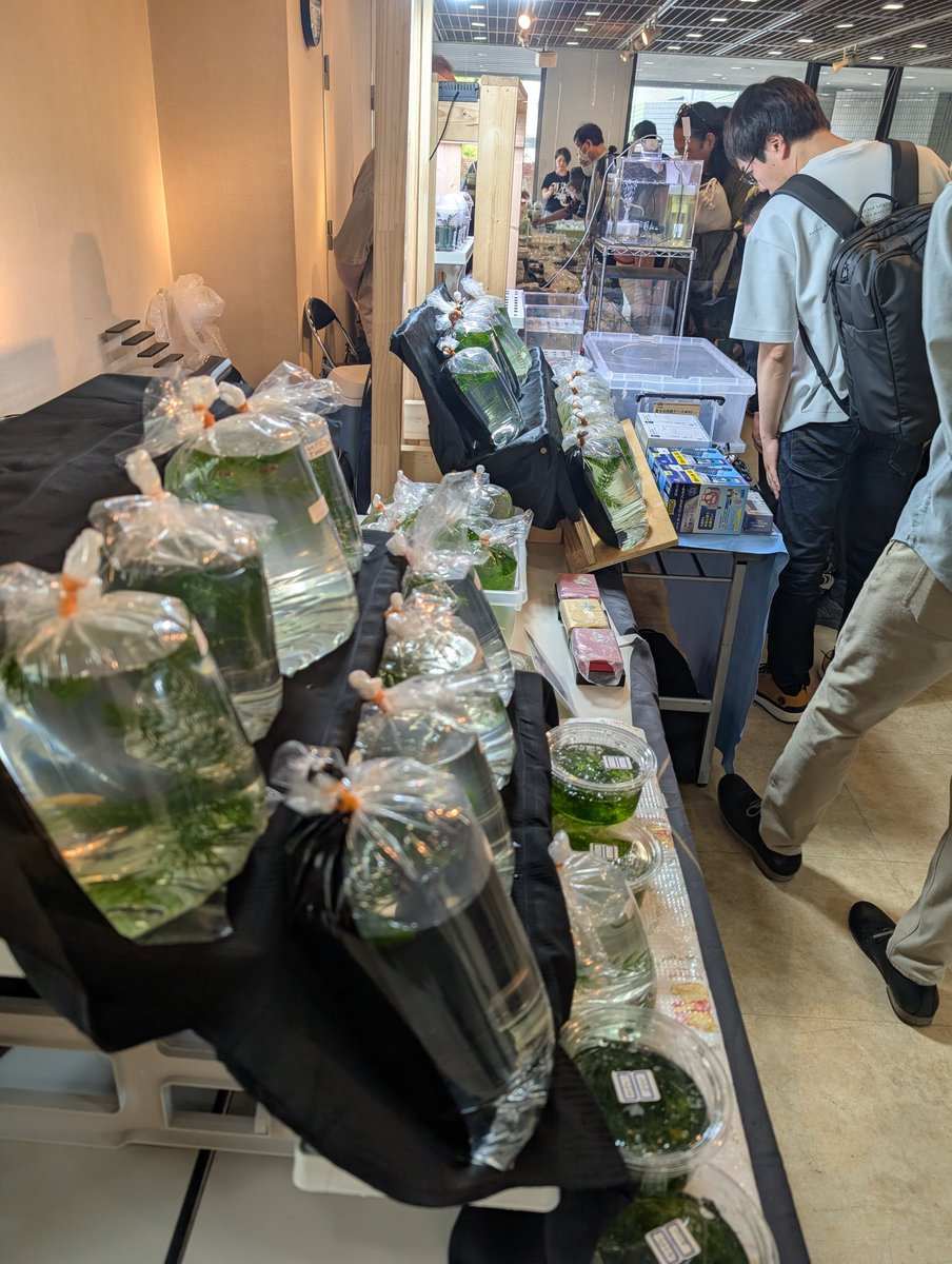 munmunshrimp's tweet image. 無念ですが開場とともに退場しました😑

早々にマクロストマお買い上げありがとうございます。
お困りごとがあればご連絡下さい🐟️🐟️

私の大好物ピンバッジも今回多め🦐✨️

エビ🦐と草🌿も魚🐟️も沢山あります🫡