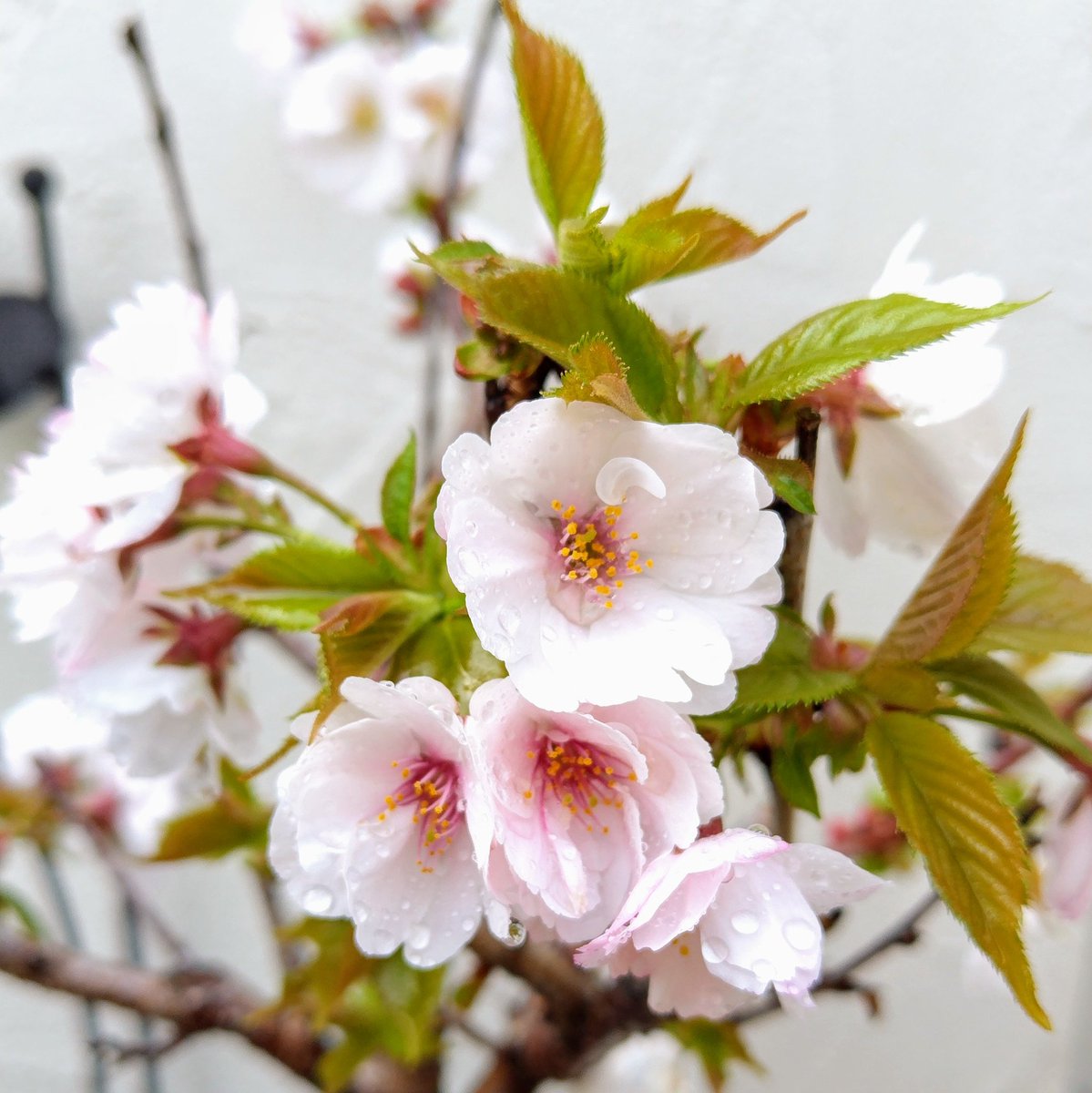laputirapan's tweet photo. 今年も���が家の桜盆栽が咲きました🌸
#桜
#盆栽
#春 https://t.co/lSaDcBMq97