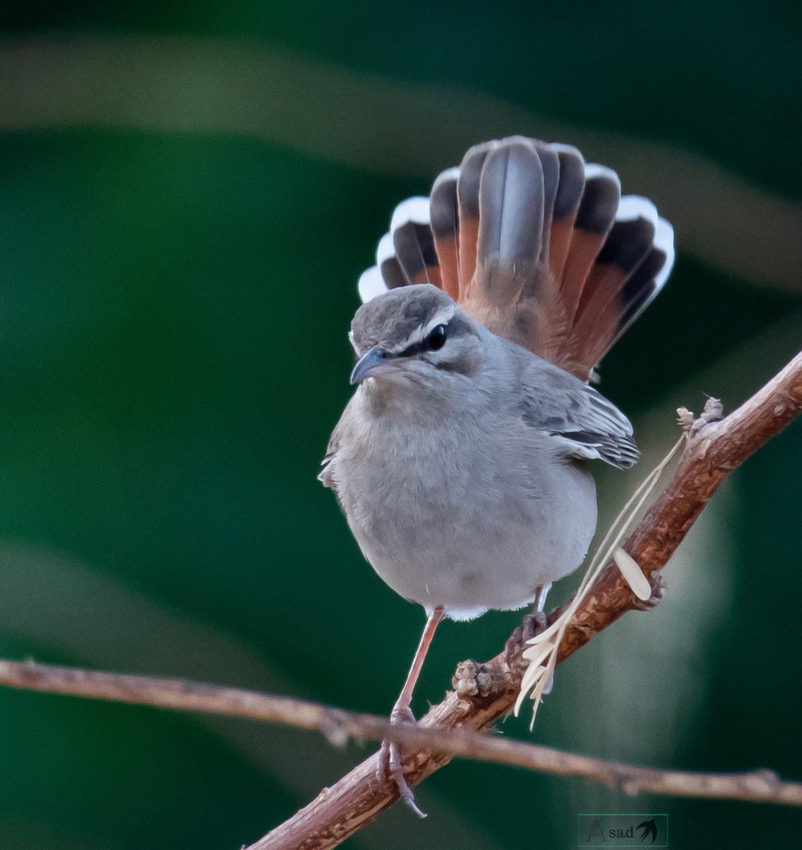 The rufous-tailed scrub robin is a bird of dry open country with bushes and shrubs in Mediterranean and middle east. 
#IndiAves #birdphotography #birdwatching #birdsseenin2025 #BBCWildlifePOTD #birding #ThePhotoHour