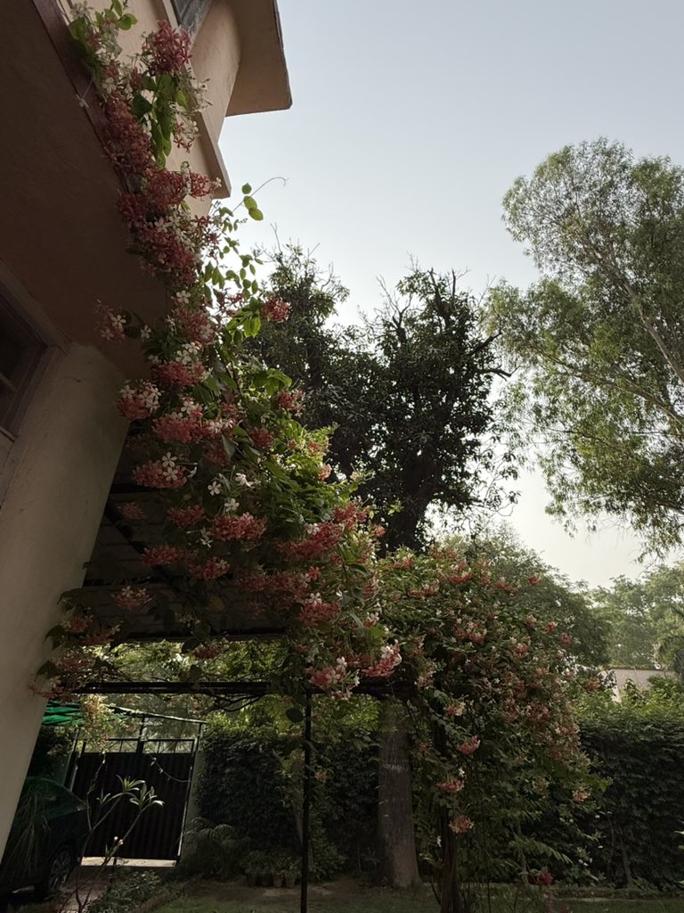 imkongla's tweet image. It’s Rangoon creeper time!