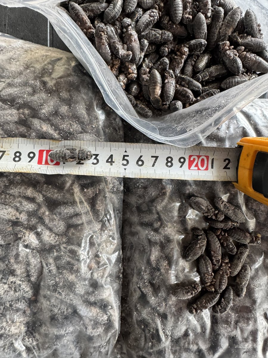 クロコメガサイズ頼みすぎたので10セット限定1kg
5000円で販売します！！
今日なら午後から札幌行くので配達可能です😄