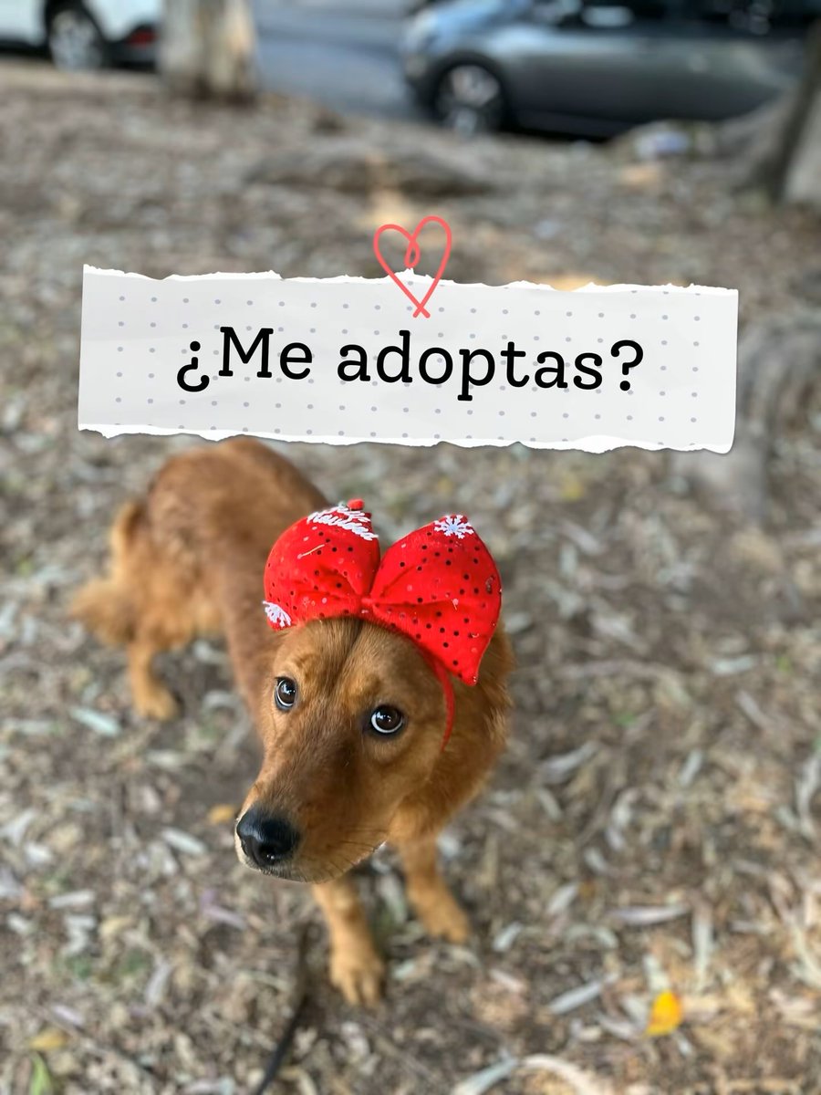 Me llamo Dulcinea y soy una perrita rescatada desde octubre del 2024.

Fui abandonada en la calle y golpeada por humanos malos que no me querían cerca,por eso ahora tengo desconfianza principalmente de los hombres.

Puedo ser tímida al inicio,me da miedo salir a pasear porque