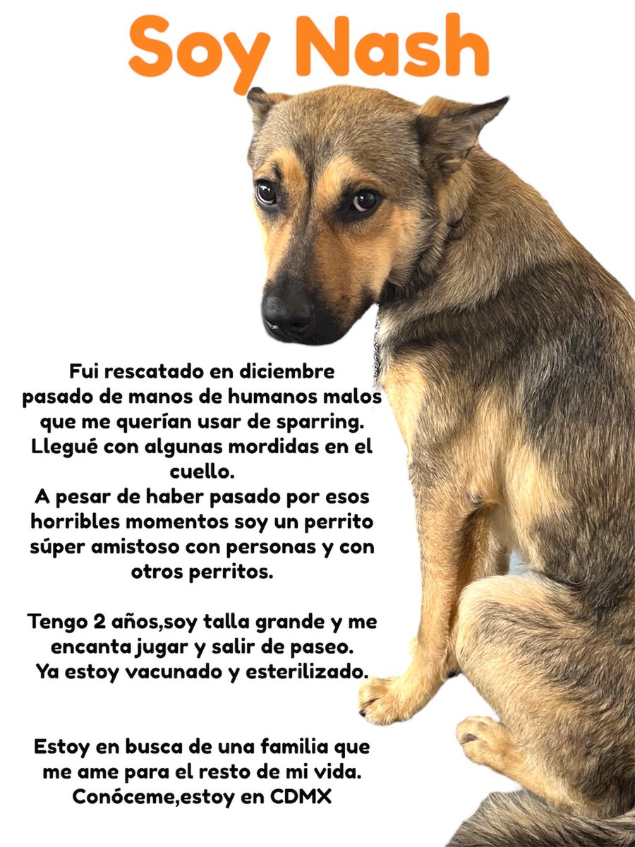 Adopta a Nash y cambia su vida 🤍
Estamos en CDMX