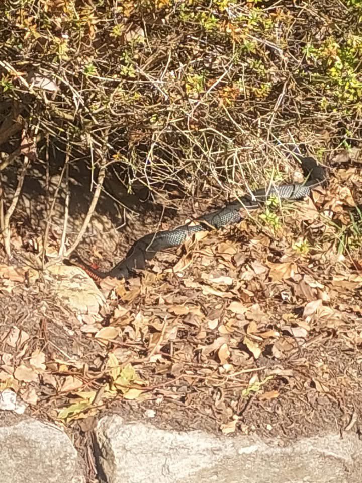 BowdenCalida's tweet photo. @JoMacIntosh1 @lufflyLu Red belly black snake in Cremorne Point, Sydney! About 300 M from where I live. It’s not summer anymore so I do t know why they are still slithering around 🐍😬🐍 https://t.co/xid4jI6GNY