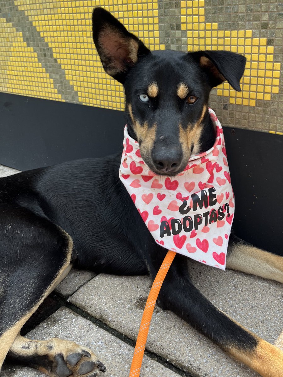 Gala es una de nuestras rescatadas que lleva más tiempo buscando una familia.

Es una perrita súper dulce y noble,le encanta jugar con peluches.
También le gusta mucho jugar con otros perritos y salir a pasear.🐶

Tiene 4 años,talla mediana,protocolo completo.
Estamos en CDMX.