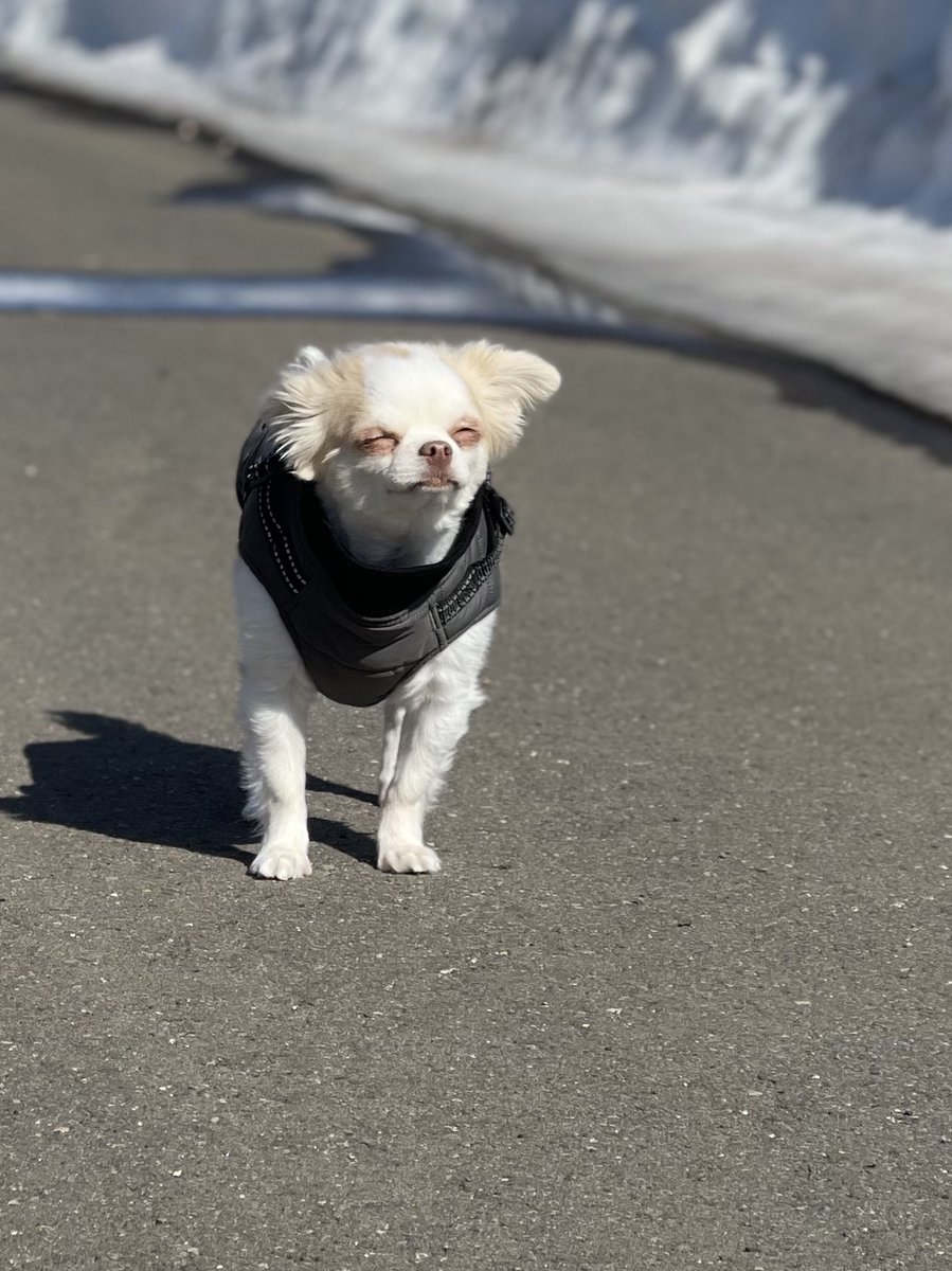TJRBeeee's tweet photo. 眩しくてもう歩きたくない犬 https://t.co/IsHAAw6HR2