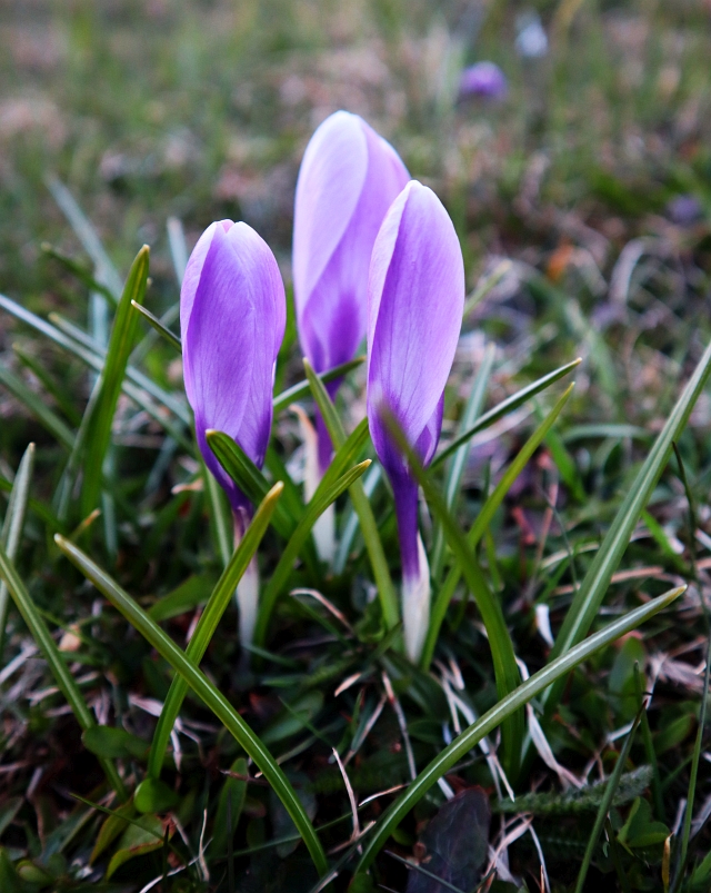 PhotoCapeBreton's tweet photo. Every year at this time these little flowers make their appearance on the small hill behind our home. When I see them I know spring has arrived. #threeinone https://t.co/h6htj7POHy