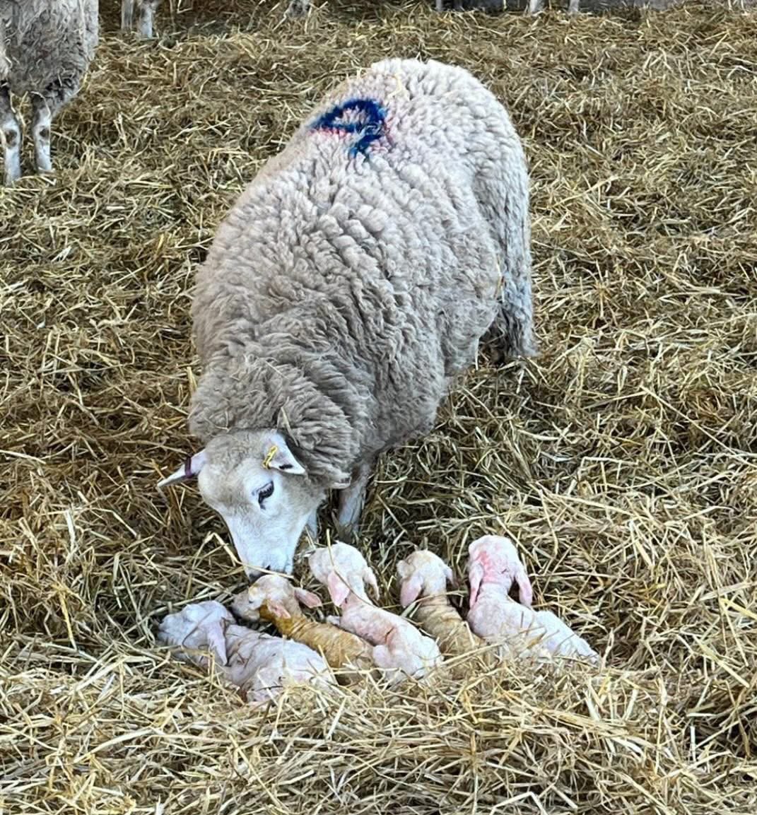 Quintuplets born on the farm today! 5️⃣ 🐑 

📸 Fearn Farm