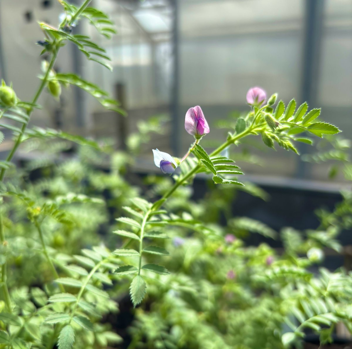 esarafraz's tweet image. In a matter of days!
The pink-to-blue colour change in #Chickpea flowers😊
#PlantDevelopmnet #LegumeGenetics #Adaptation #ClimateChange #FloweringTime