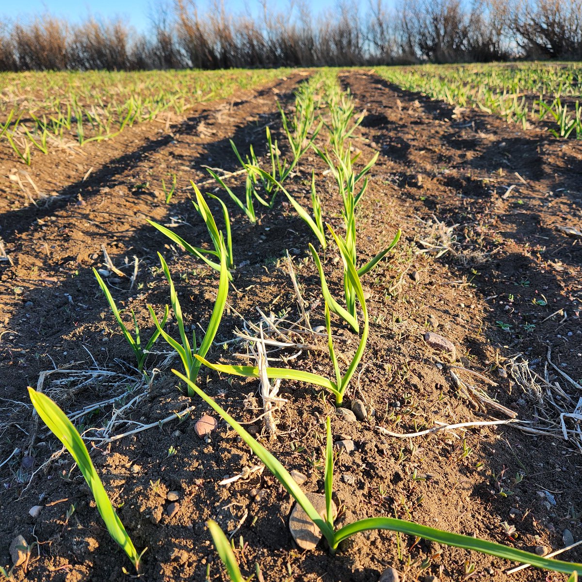 AllieWebber1's tweet photo. This garlic is garlicing over here. 4th leaf is just peaking.  It's moving quickly and we never get sick of seeing this 😍 https://t.co/nOccAb1hyN