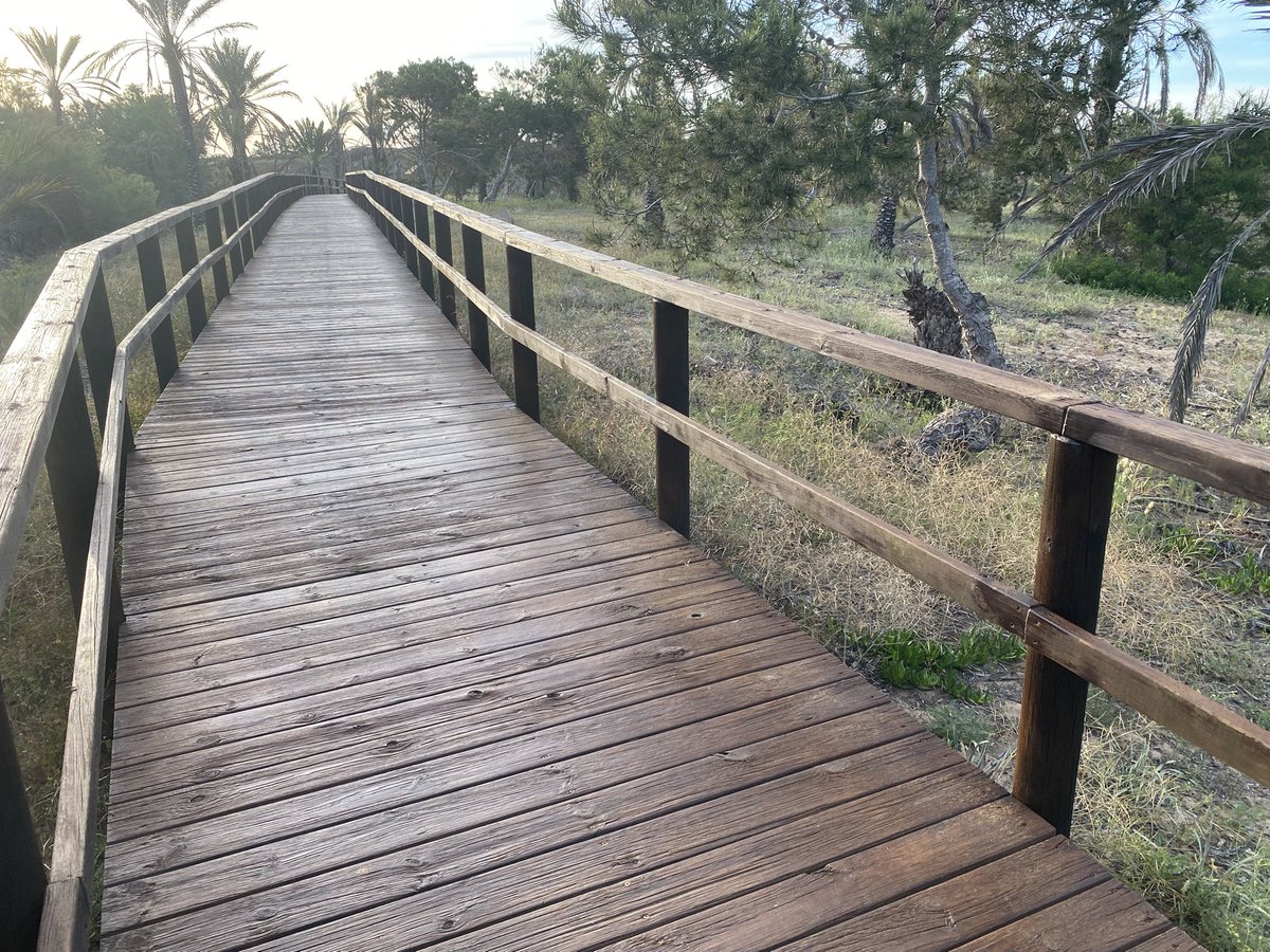 JoseLSaezPastor's tweet photo. Buenos días y feliz fin de semana desde la renovada y acondicionada pasarela del SUP-7 a Playa Vivers de Guardamar del Segura. #MedioAmbiente #Naturaleza #Playas #Gastronomía #Cultura #Fiestas #Patrimonio #Comercio #Servicios #CalidadVida #Deporte @GuardamarTurism https://t.co/QfFOKanMw9