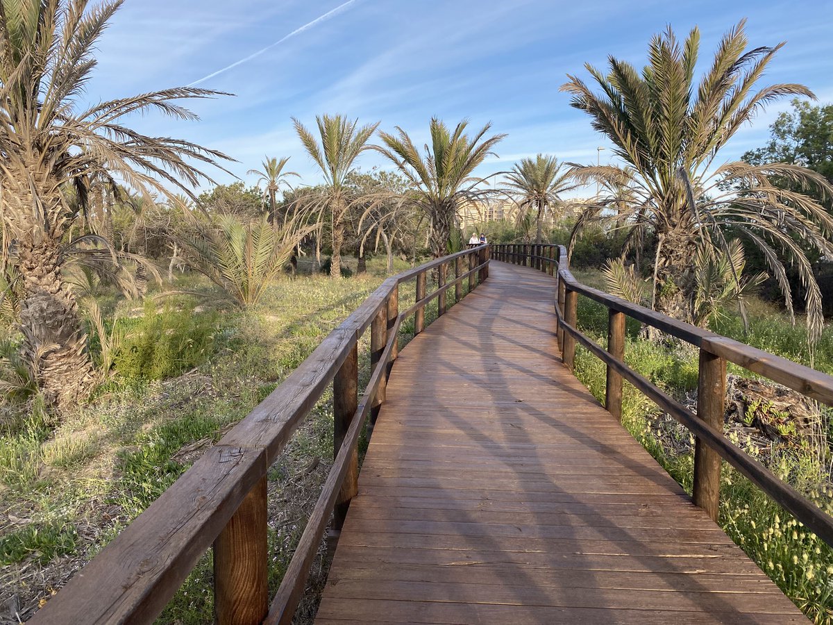JoseLSaezPastor's tweet photo. Buenos días y feliz fin de semana desde la renovada y acondicionada pasarela del SUP-7 a Playa Vivers de Guardamar del Segura. #MedioAmbiente #Naturaleza #Playas #Gastronomía #Cultura #Fiestas #Patrimonio #Comercio #Servicios #CalidadVida #Deporte @GuardamarTurism https://t.co/QfFOKanMw9