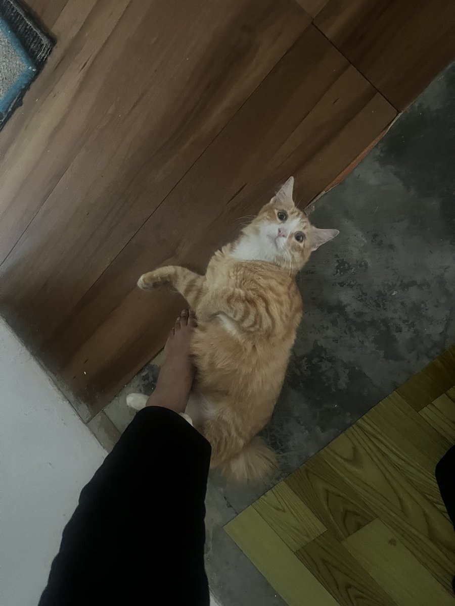 timelymannerxx's tweet photo. @Miyabellsoz Mohd noyen haikal 
6kg belum gemok kan 
Btw nak curi gmbr pucca buat meme hehe https://t.co/ZWtq3s92V3