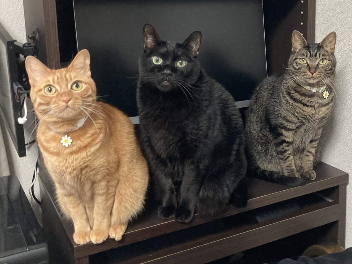 猫ふんじゃった ネコふんじゃった ‑ 曲・歌詞：高田雅史 | Spotify