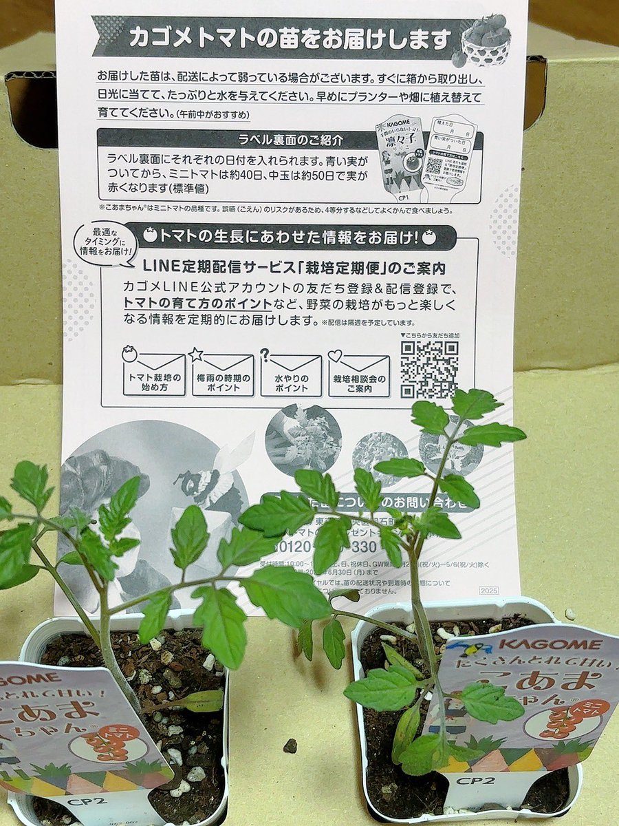 yukari_korori's tweet photo. カゴメのキャンペーンでこあまちゃん届きました🍅
前回はあんまりうまく育てられなかったので今回はベランダとそのまま育てるトマトの土で頑張って育てる💪

#当選報告 #ゆかりん当選報告 #懸賞垢フォロバ100 #PR https://t.co/vOBvYz2H5Y
