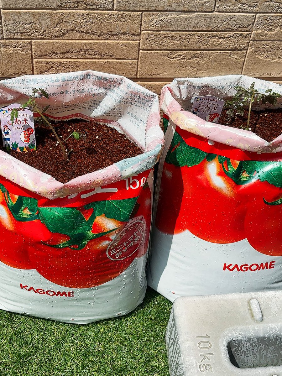 カゴメのキャンペーンでこあまちゃん届きました🍅
前回はあんまりうまく育てられなかったので今回はベランダとそのまま育てるトマトの土で頑張って育てる💪

#当選報告 #ゆかりん当選報告 #懸賞垢フォロバ100 #PR