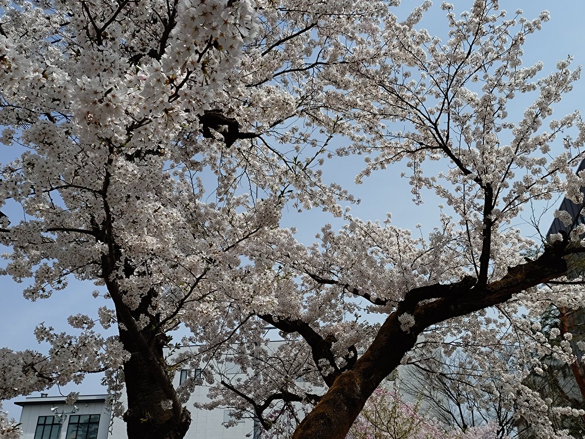 lifcomAizu's tweet photo. 春じゃー(^^) https://t.co/RNnj1XDO1x