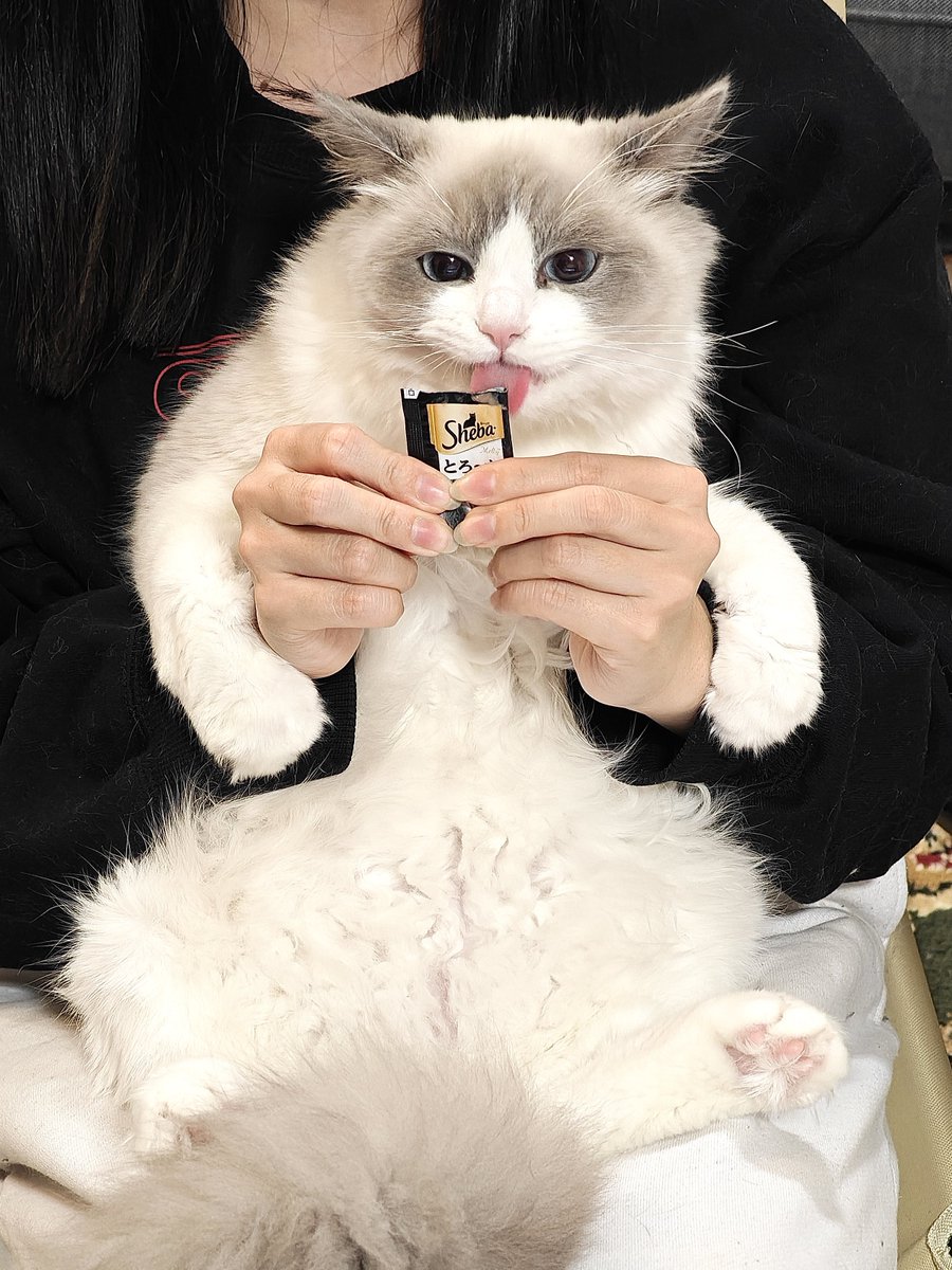 shiroan_chan's tweet photo. 態度がでかすぎる猫の写真、ほしいです https://t.co/uCcwsNvM8d