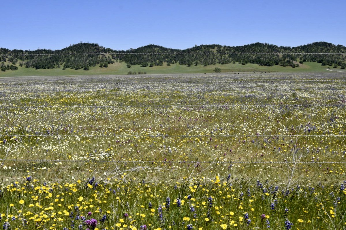 srbeckley's tweet photo. Took some time to view the #wildflowers #Bearvalley #colusacounty #norcal. Thanks to the #ranchers that provide the #enviromentalstewardship to creat this spectacular display https://t.co/LbJpWbE6Fk