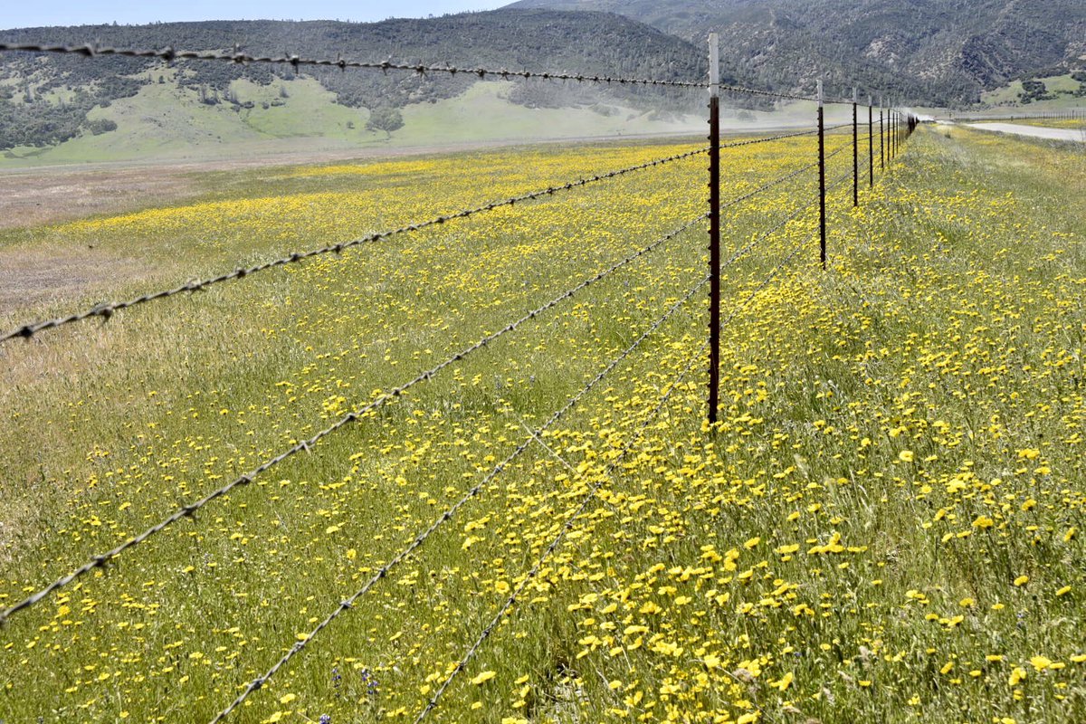 srbeckley's tweet photo. Took some time to view the #wildflowers #Bearvalley #colusacounty #norcal. Thanks to the #ranchers that provide the #enviromentalstewardship to creat this spectacular display https://t.co/LbJpWbE6Fk