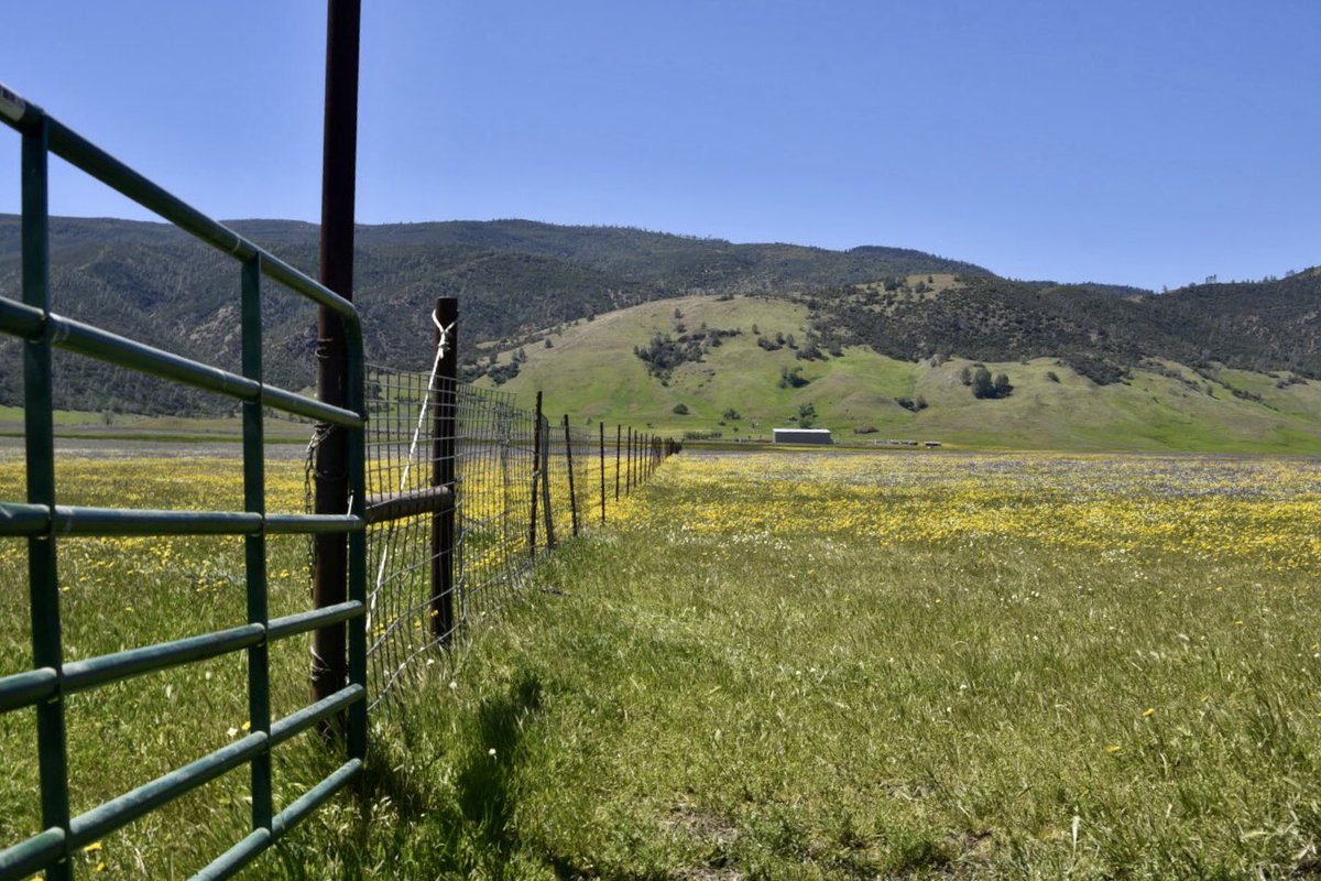 srbeckley's tweet photo. Took some time to view the #wildflowers #Bearvalley #colusacounty #norcal. Thanks to the #ranchers that provide the #enviromentalstewardship to creat this spectacular display https://t.co/LbJpWbE6Fk