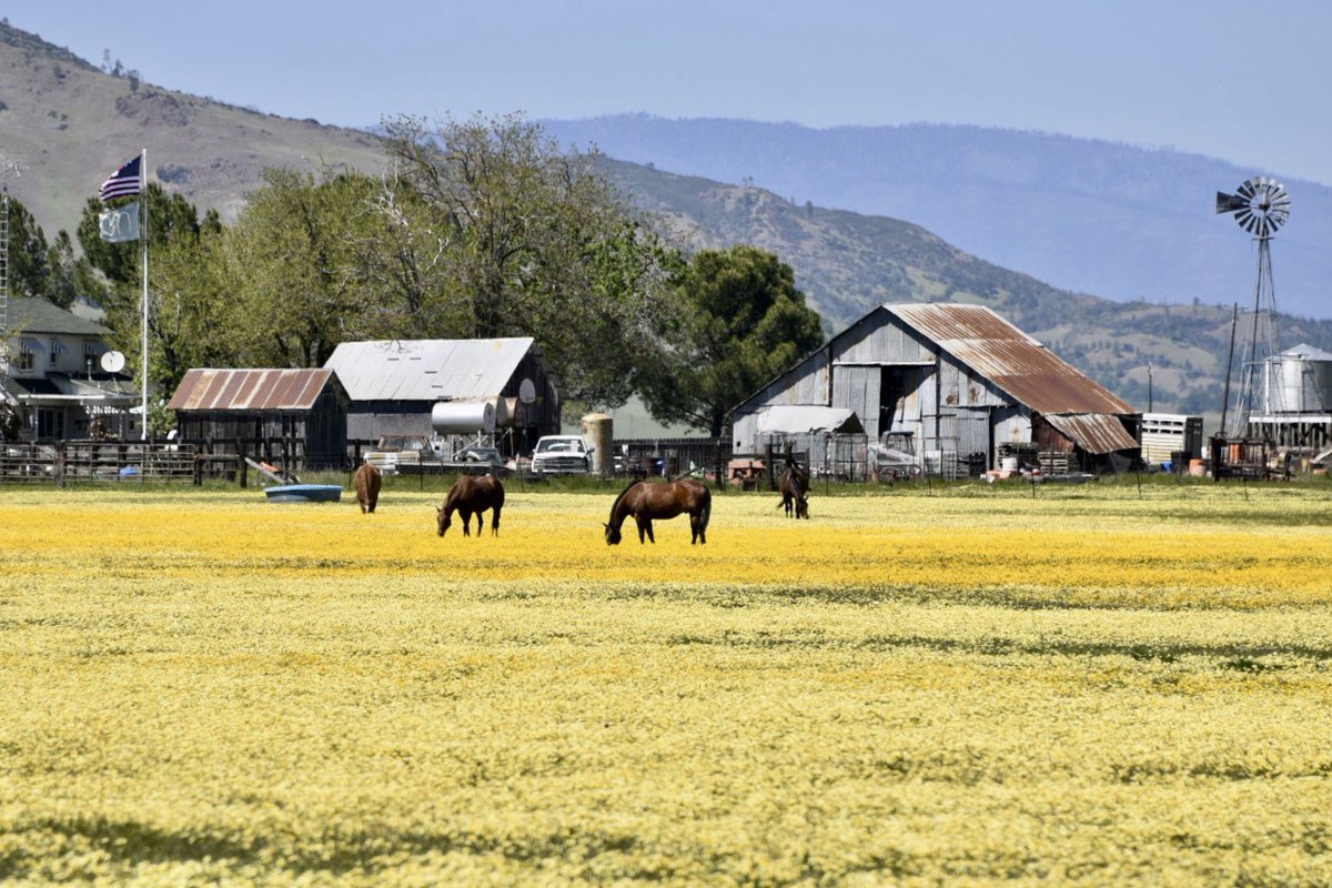 srbeckley's tweet photo. Took some time to view the #wildflowers #Bearvalley #colusacounty #norcal. Thanks to the #ranchers that provide the #enviromentalstewardship to creat this spectacular display https://t.co/LbJpWbE6Fk
