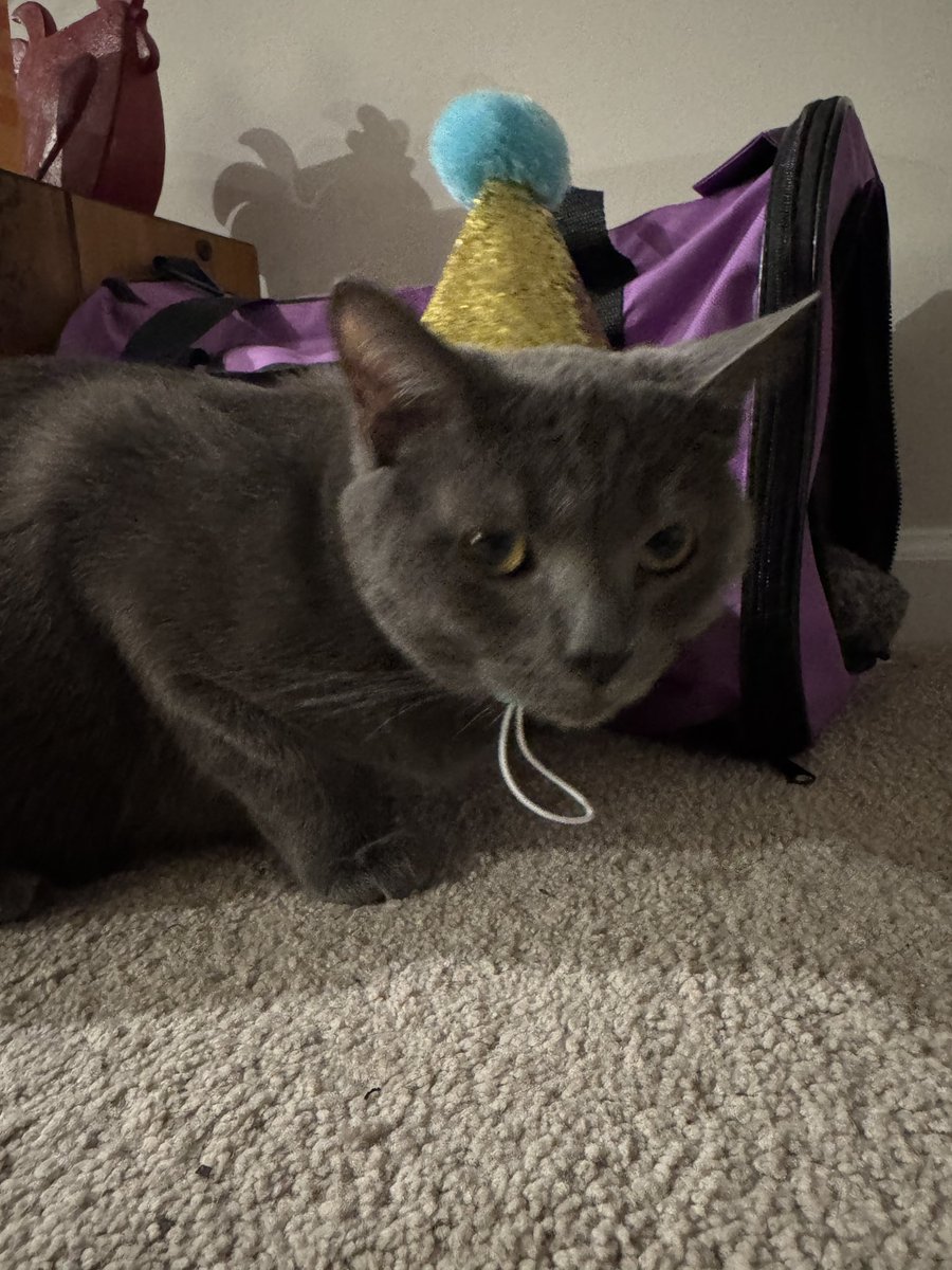 RazorChiken's tweet image. BUBBY TURNED THREE YEARS OLD TODAY WISH MY BOY HAPPY BIRTHDAY!!!