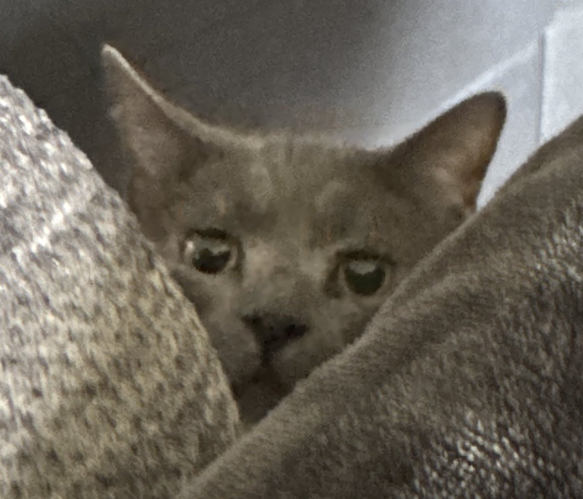 RazorChiken's tweet image. BUBBY TURNED THREE YEARS OLD TODAY WISH MY BOY HAPPY BIRTHDAY!!!