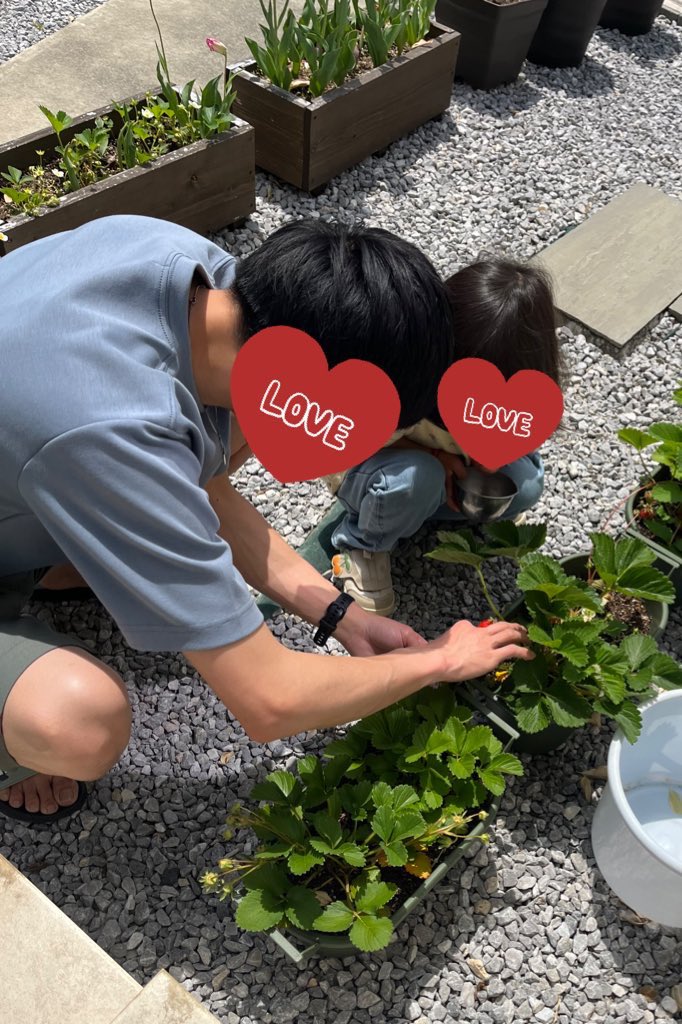 ONO_87's tweet photo. おうちのイチゴ収穫🍓 https://t.co/ZccsjSCxIj
