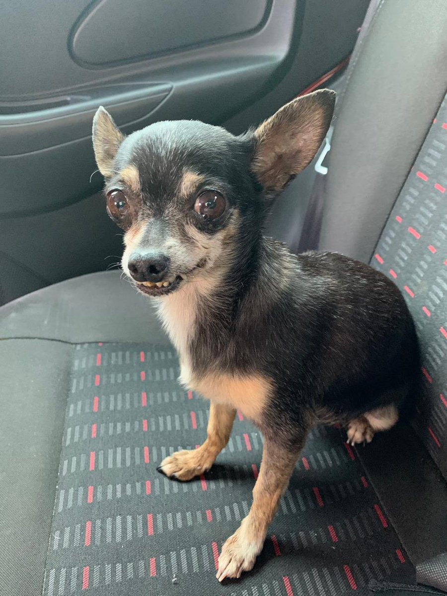 yerada's tweet image. Raquelita nos regaló mucho cariño por 17 años  siempre presente en mi familia una perrita maravillosa siempre a mi lado murió de viejita así quería que se fuera en paz y tranquila 
#siemprefiel 
#perritos 
#compañerosdevida 
#alegrias
#historiafamilar