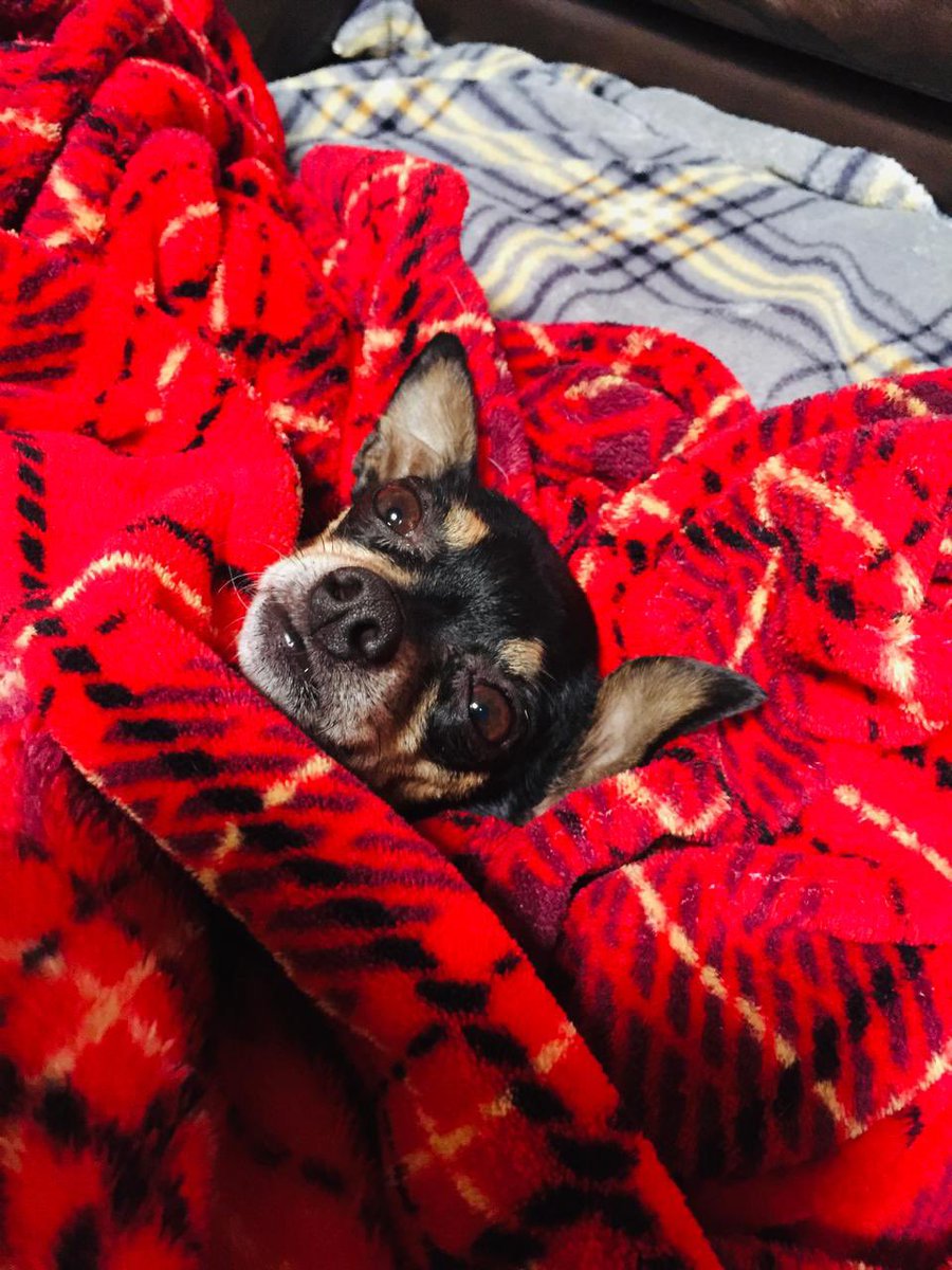 yerada's tweet image. Raquelita nos regaló mucho cariño por 17 años  siempre presente en mi familia una perrita maravillosa siempre a mi lado murió de viejita así quería que se fuera en paz y tranquila 
#siemprefiel 
#perritos 
#compañerosdevida 
#alegrias
#historiafamilar