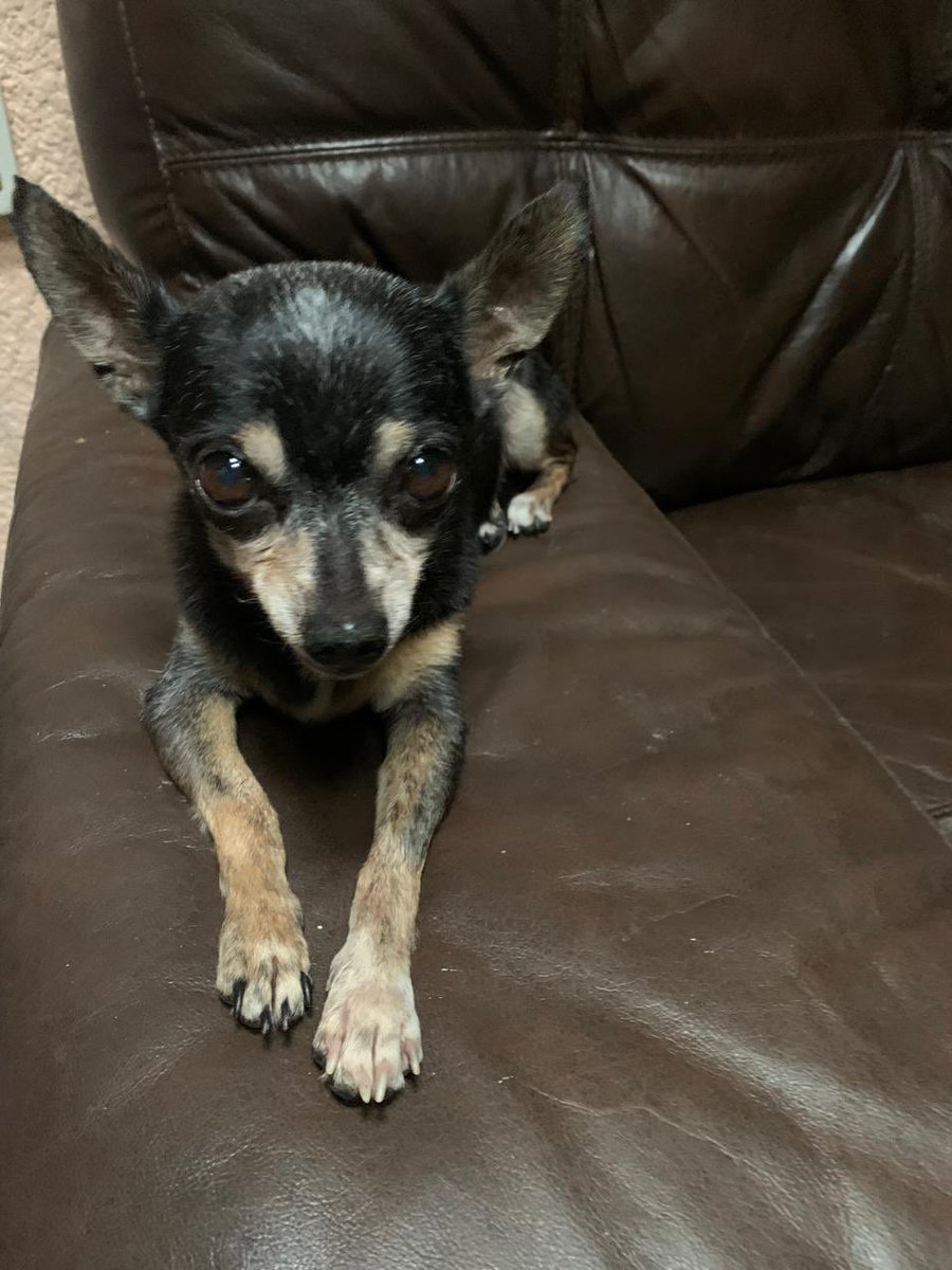 yerada's tweet image. Raquelita nos regaló mucho cariño por 17 años  siempre presente en mi familia una perrita maravillosa siempre a mi lado murió de viejita así quería que se fuera en paz y tranquila 
#siemprefiel 
#perritos 
#compañerosdevida 
#alegrias
#historiafamilar