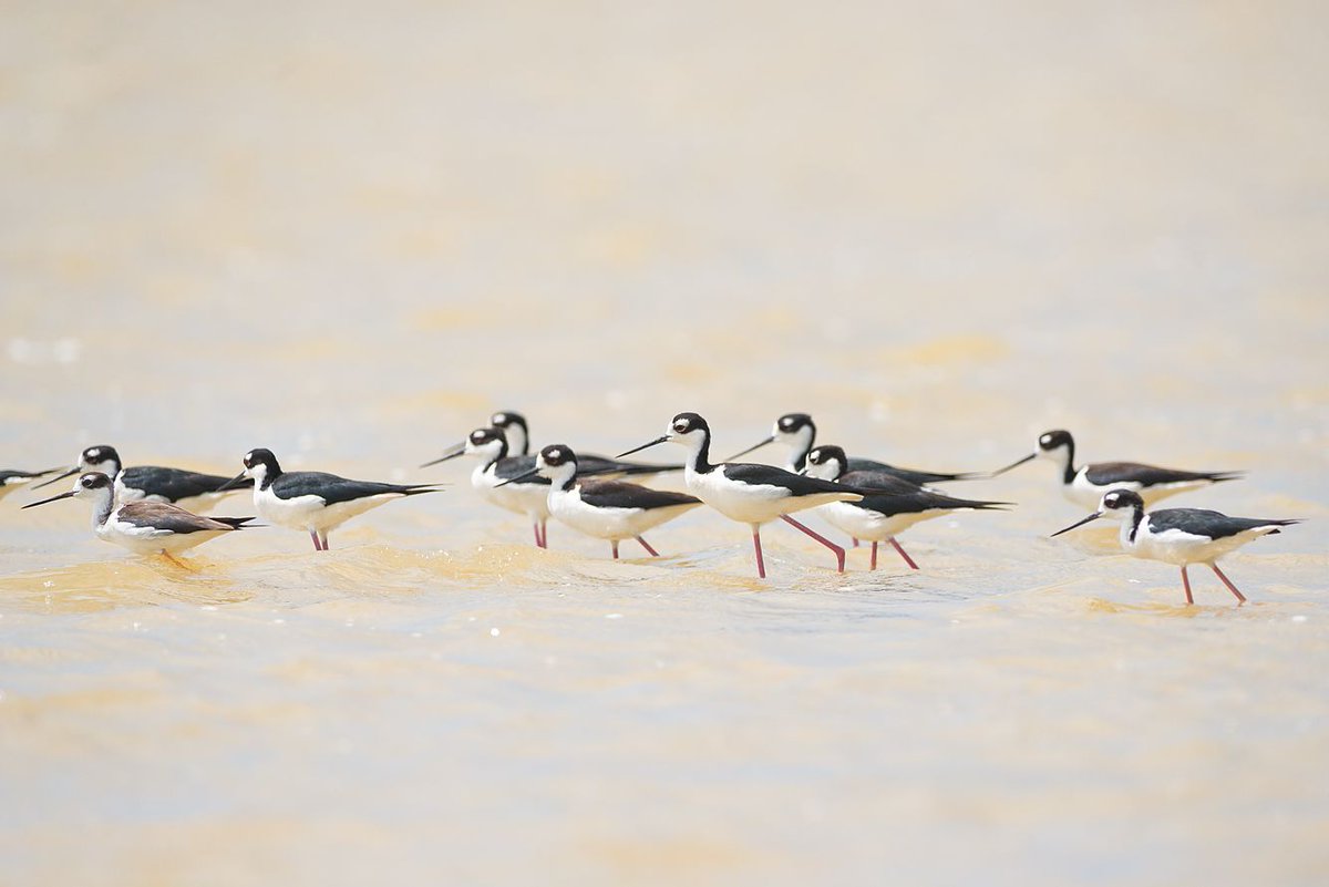 RoostersWorldja (@roostersworldja) on Twitter photo There are some awesome photographers who are a part of the <a href="/Birdlifejamaica/">Birdlifejamaica</a> family.
Check out these Black neck stilts.
Check out <a href="/RoostersWorldja/">RoostersWorldja</a> to learn more about nature There are some awesome photographers who are a part of the <a href="/Birdlifejamaica/">Birdlifejamaica</a> family.
Check out these Black neck stilts.
Check out <a href="/RoostersWorldja/">RoostersWorldja</a> to learn more about nature
