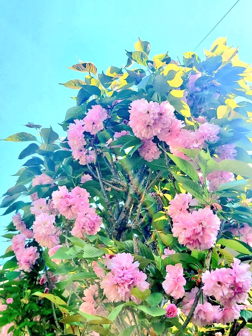 満開の八重桜とこんもり咲いたノースポール #ヒグ庭 