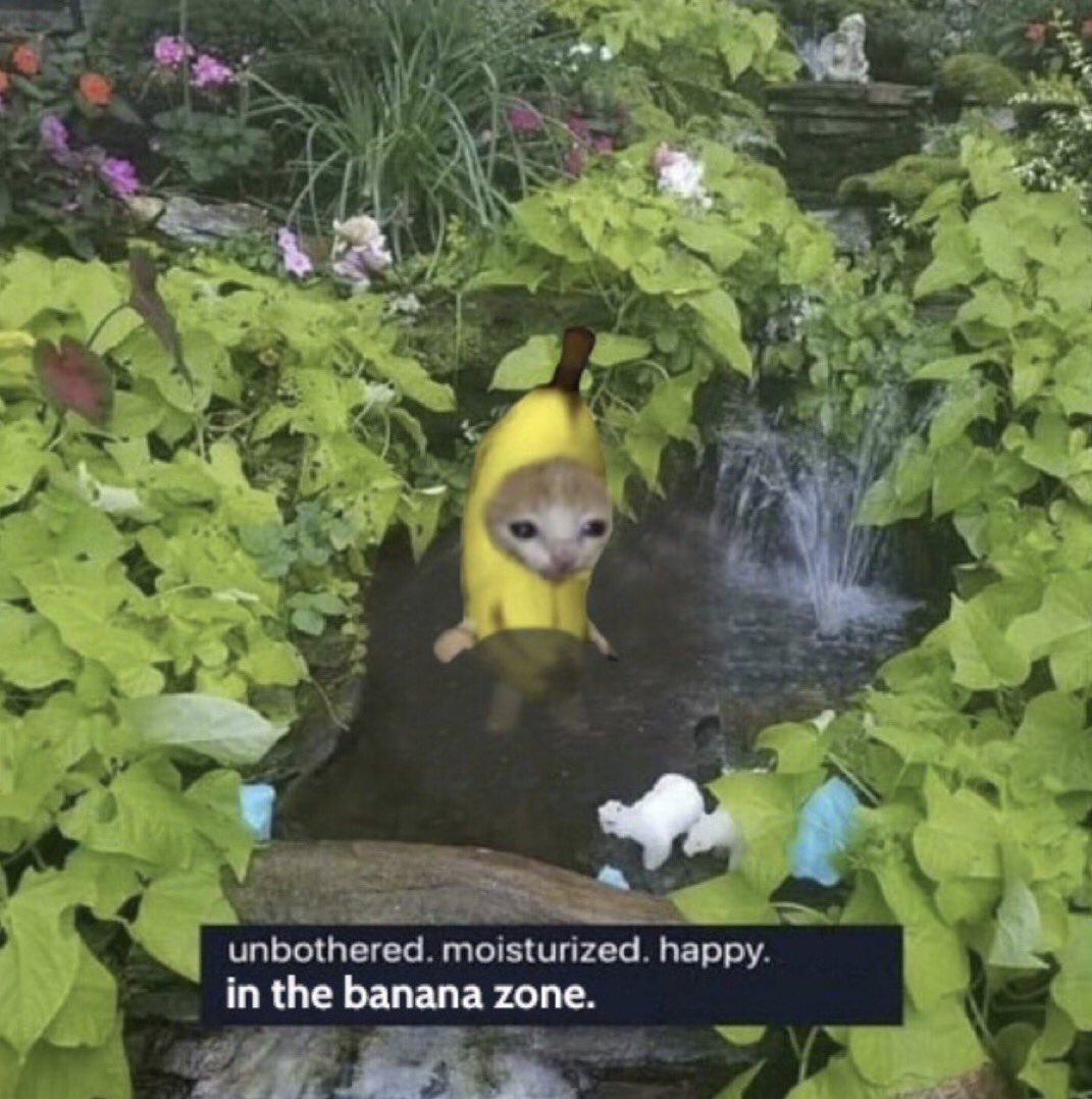 Budster 🍌😼🍎 tweet media