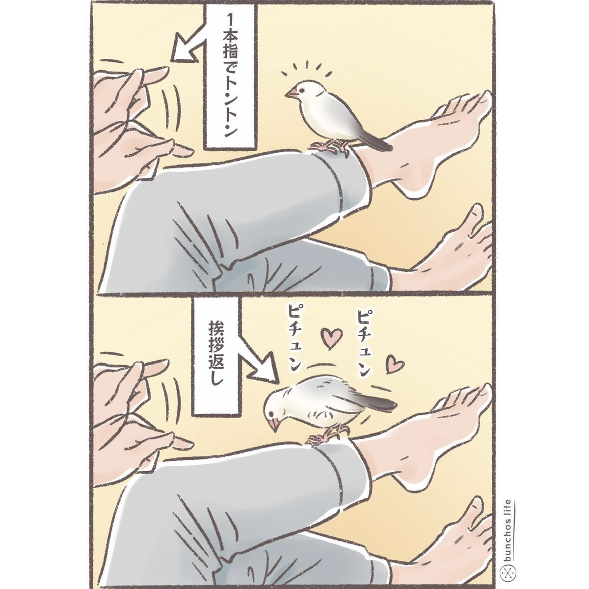 何度か描いているけど…1本指でトントンすると挨拶を返してくれるのに5本指だと切れる1号、理由を教えて?
#文鳥 
#4コマ漫画 