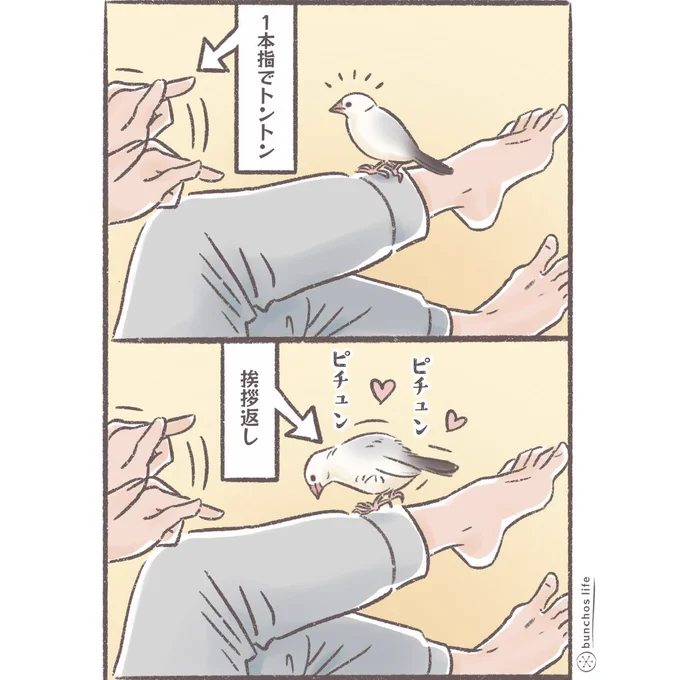 何度か描いているけど…1本指でトントンすると挨拶を返してくれるのに5本指だと切れる1号、理由を教えて?
#文鳥 
#4コマ漫画 