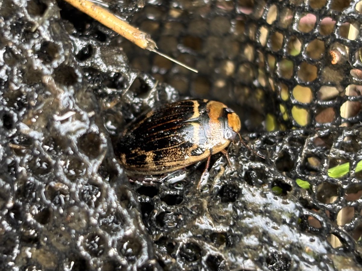 お茶。 tweet media