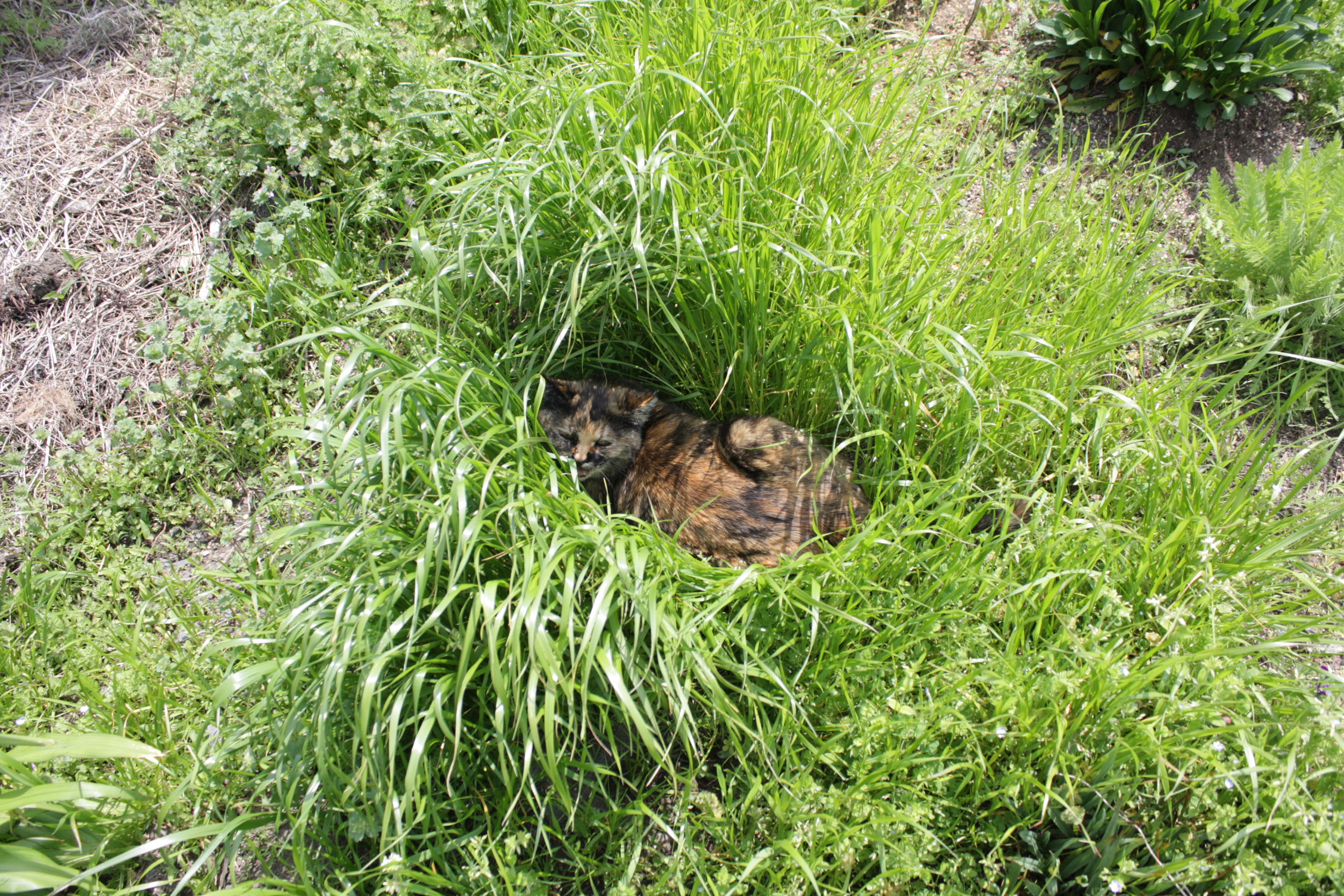 みみず - Search / X