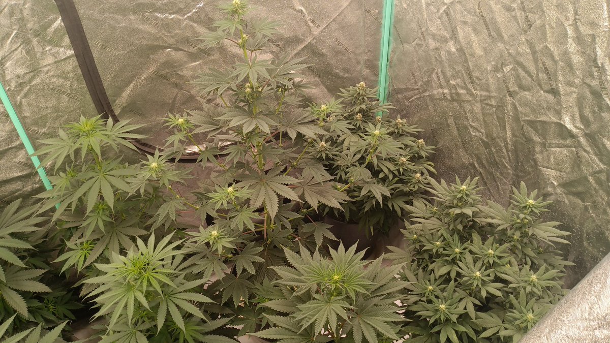 OGxPhatty's tweet photo. Deep Fried Mac and 4-way run in veg. White widow and a couple DFM/4 way testers in flower. @Genetics101va DFM she's a stretcher that's for sure. https://t.co/5CbZUKhdek