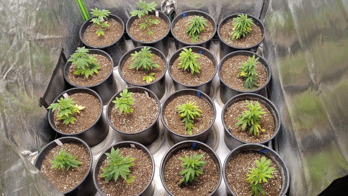 OGxPhatty's tweet photo. Deep Fried Mac and 4-way run in veg. White widow and a couple DFM/4 way testers in flower. @Genetics101va DFM she's a stretcher that's for sure. https://t.co/5CbZUKhdek