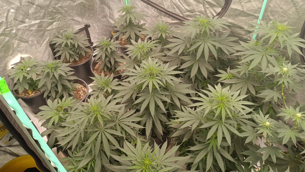 OGxPhatty's tweet photo. Deep Fried Mac and 4-way run in veg. White widow and a couple DFM/4 way testers in flower. @Genetics101va DFM she's a stretcher that's for sure. https://t.co/5CbZUKhdek