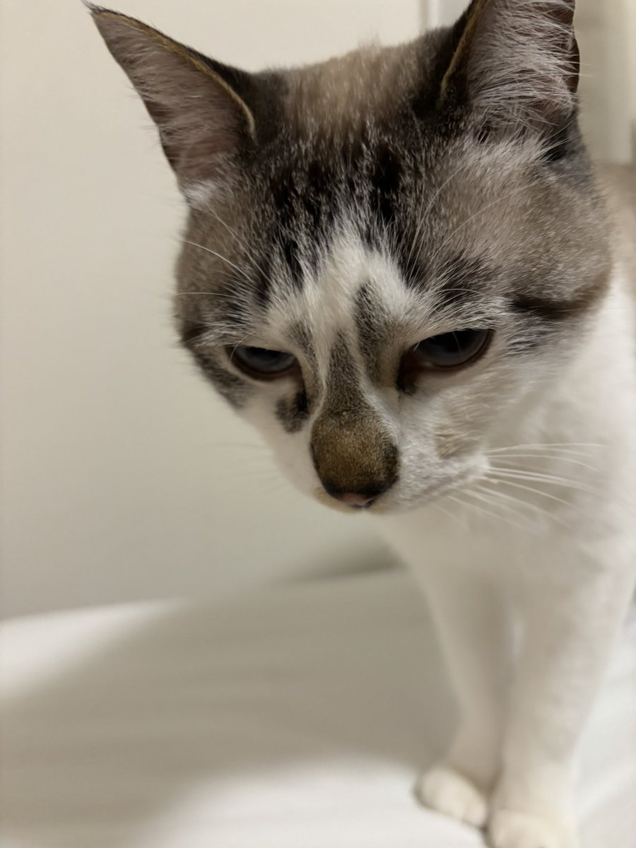 sechutom's tweet photo. 拗ね中

 #猫好きさんと繋がりたい 
 #猫のいる暮らし 
 #ねこかわいいね https://t.co/gnUrHG6iSk