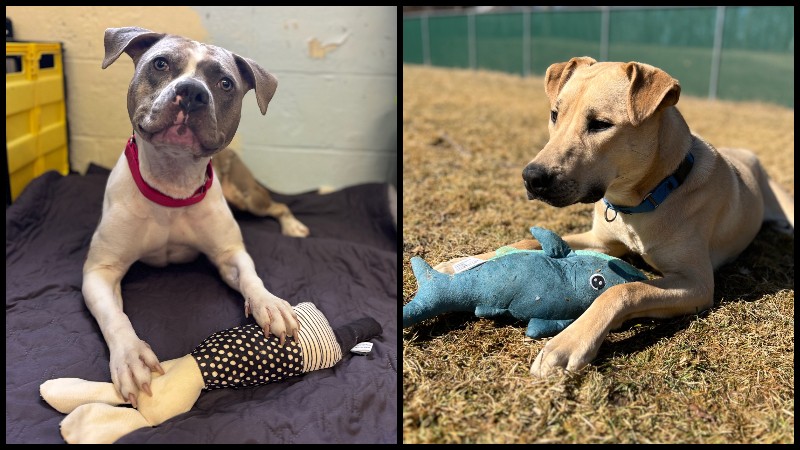 The Massachusetts Society for the Prevention of Cruelty to Animals and several other shelters across the state are waiving adoption fees for dozens of dogs next week.

Learn more: wpri.com/new-england/ma…