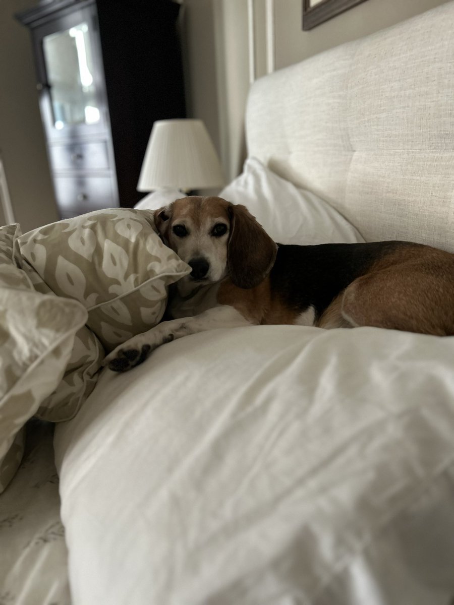 reader327's tweet photo. @presleybaby5 @beaglefacts The truest pillow king https://t.co/lahHdaVWHv