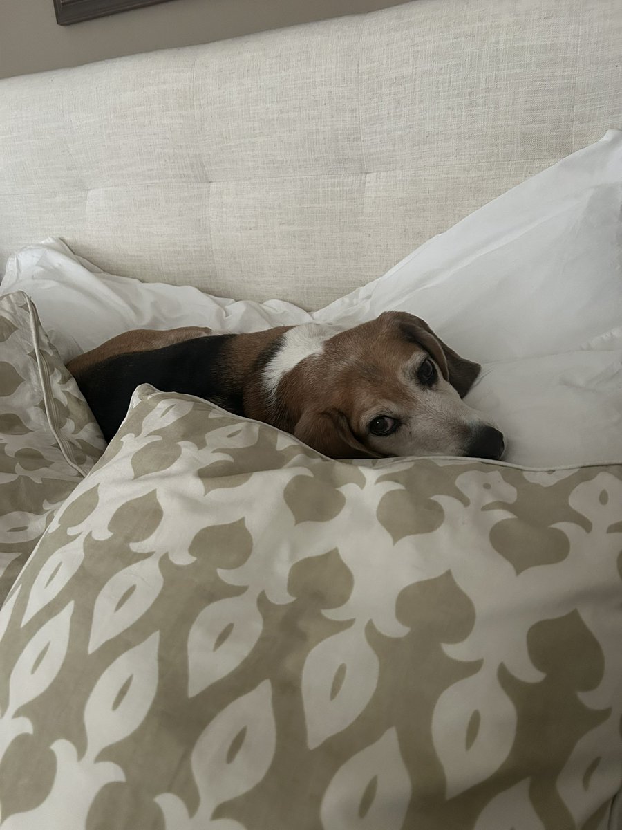reader327's tweet photo. @presleybaby5 @beaglefacts The truest pillow king https://t.co/lahHdaVWHv