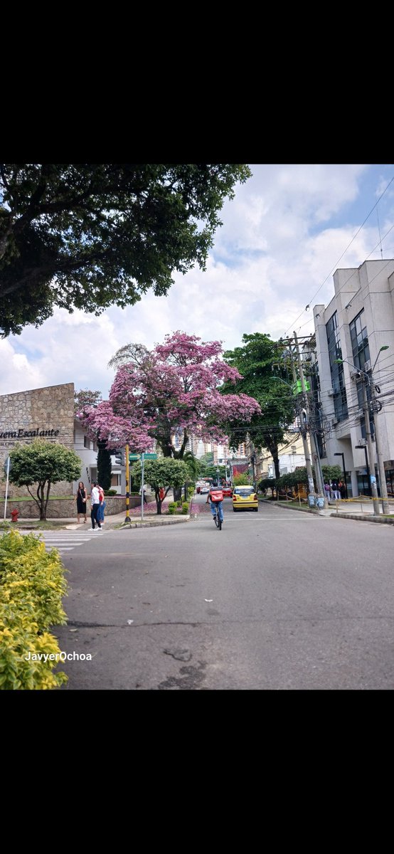 javyerochoa's tweet photo. @poetastr0 @grok @MIRANDA_CIPRIAN @nacional_memes Con flores rosadas, amarillas 6 naranjas son comunes en Bucaramanga.
El segundo es el árbol #Bucaro.
o tulipán... https://t.co/ae4nDaQvfW