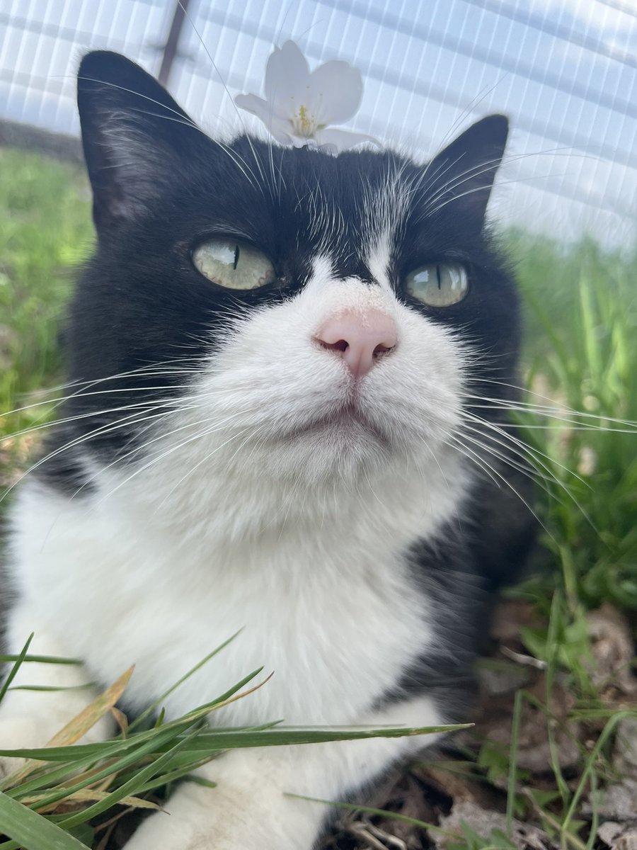 yoshishideth's tweet photo. 桜猫 https://t.co/FQizjKy3hu