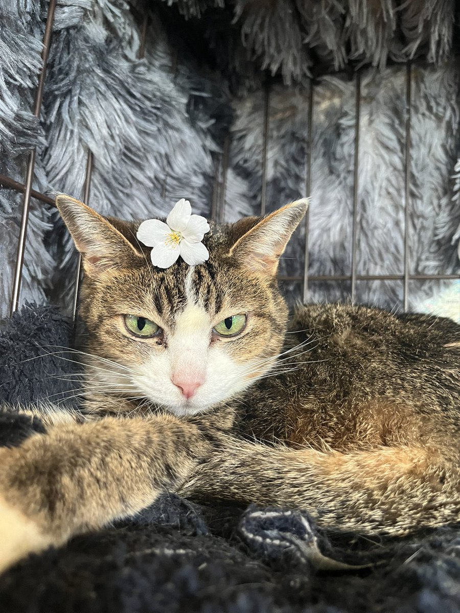 yoshishideth's tweet photo. 桜猫 https://t.co/FQizjKy3hu