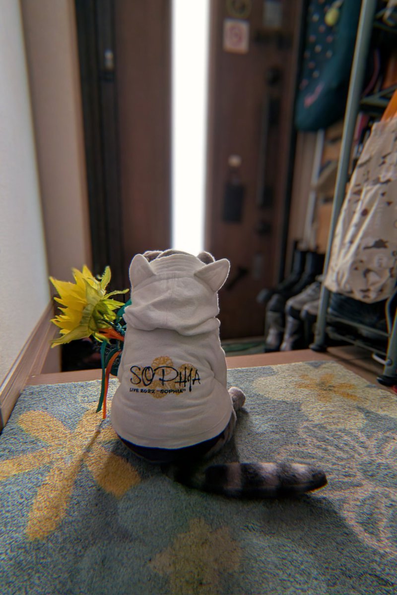 kokekockooo's tweet photo. 今日は立見なので、一緒に行けないよ、お留守番���よ、と言い放たれて、しょぼくれている猫です。
ごめんな、じゅじゅいち…😿🌻 https://t.co/C2RmlFQK7I